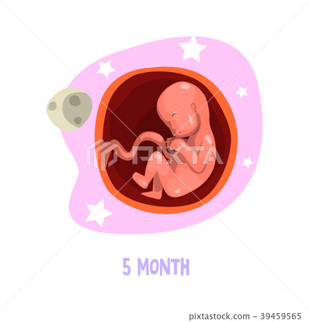 5th month of baby s growth in womb. Fetal 5th month of baby s growth in womb. Fetal 39459565
