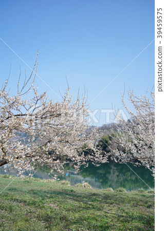 Umezuru lake full bloom plum garden Nagano Shinshu Shinmachi 39459575