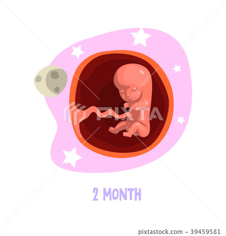Second month of fetal development. Baby growth 39459581