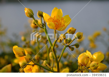 buttercup tree blossom bright  in yellow 39459631