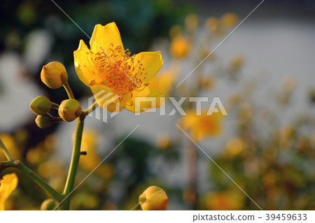 buttercup tree blossom bright  in yellow 39459633