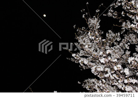 櫻花和月亮在晚上 櫻花和月亮在晚上 39459711