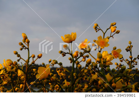 buttercup tree blossom bright  in yellow 39459901