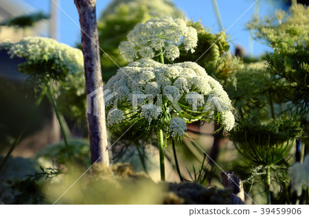 carrot flower to reserve the seeds 39459906