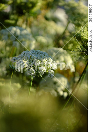 carrot flower to reserve the seeds 39459907
