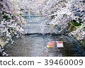 Cherry Blossoms	 39460009