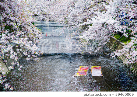 Cherry Blossoms	 39460009