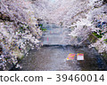 Cherry Blossoms	 39460014