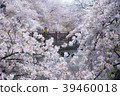 Cherry Blossoms	 39460018