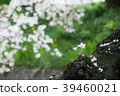 Cherry Blossoms	 39460021