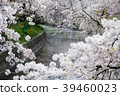 Cherry Blossoms	 39460023