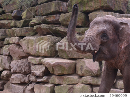 Dutch wildlife on a sunny day 39460099