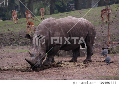 Dutch wildlife on a sunny day 39460111
