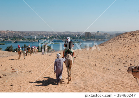 Egypte - Tourists led by camel drivers.Aswan 39460247