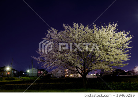 Cherry blossoms at night 39460289