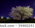 Cherry blossoms at night 39460291