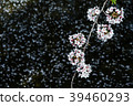 Cherry blossoms at night 39460293