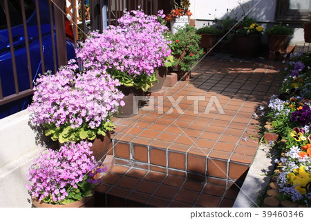 櫻桃樹植物 39460346