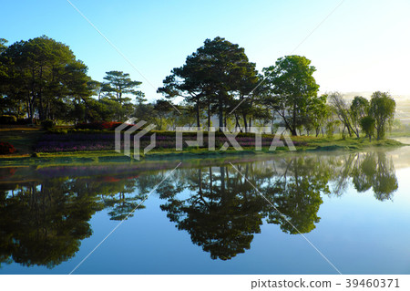 pine tree in forest reflect on water pine tree in forest reflect on water 39460371