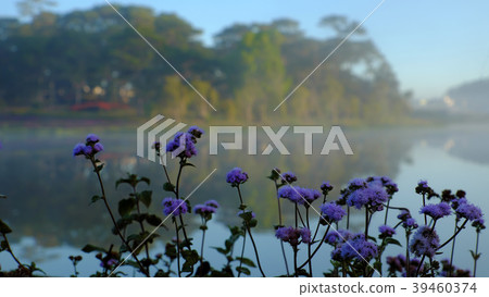 Quiet, peaceful scenery of Than Tho lake, Da Lat 39460374