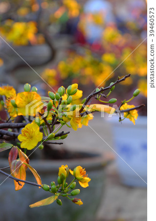 spring flower, yellow apricot blossom spring flower, yellow apricot blossom 39460573