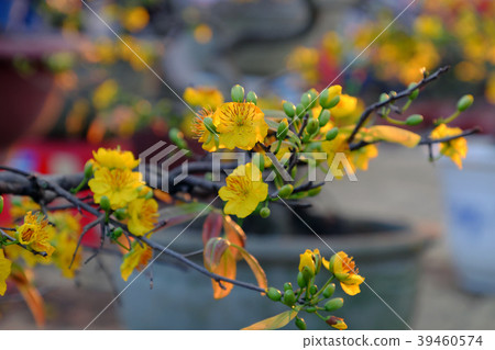 spring flower, yellow apricot blossom spring flower, yellow apricot blossom 39460574