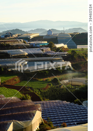 terraced field at Da Lat agricultural area 39460584