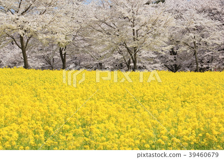 Akagi South side Senbon Sakura (Maebashi City, Gunma Prefecture) Akagi South side Senbon Sakura (Maebashi City, Gunma Prefecture) 39460679