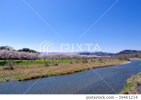 櫻花內襯satoyama Ikushigawa Sakurazume a-3廣角天空傳播 櫻花內襯satoyama Ikushigawa Sakurazume a-3廣角天空傳播 39461214