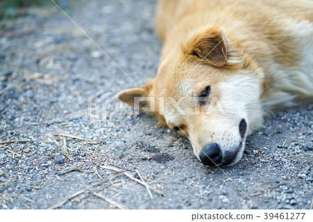 adorable young Thai brown dog are sleeping adorable young Thai brown dog are sleeping 39461277