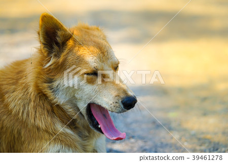 adorable young Thai brown dog with sunlight adorable young Thai brown dog with sunlight 39461278