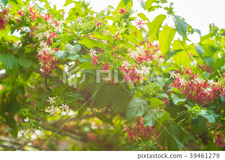 Combretum indicum rangoon flowers petal colorful Combretum indicum rangoon flowers petal colorful 39461279