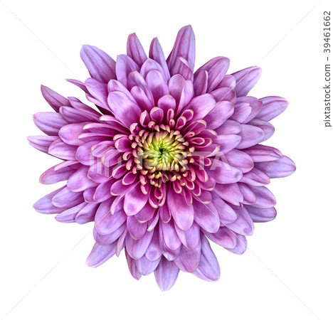 Flower lilac  Chrysanthemum  isolated  39461662