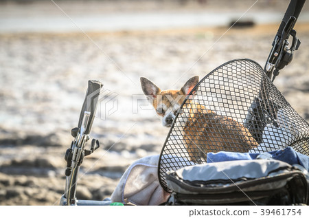Chihuahua dog sits in bicycle cart enjoying sunny Chihuahua dog sits in bicycle cart enjoying sunny 39461754