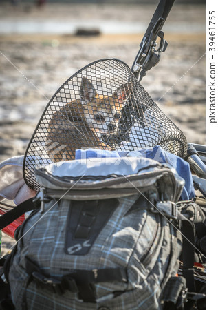 Chihuahua dog sits in bicycle cart enjoying sunny Chihuahua dog sits in bicycle cart enjoying sunny 39461755