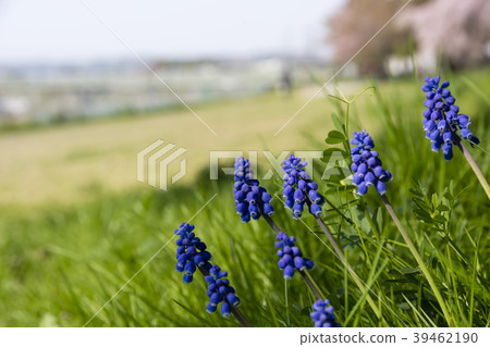 Spring flowers Muscari 39462190