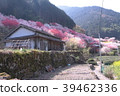 Spring scenery of Kamikuki in Nishikigawa Town, Kochi Prefecture 39462336