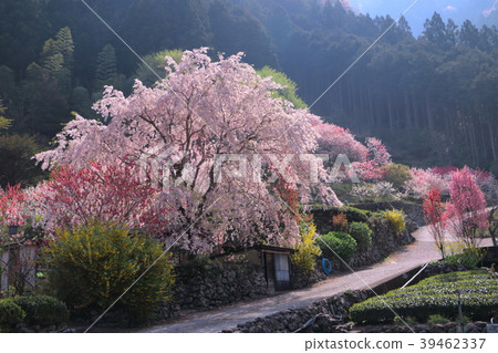 Spring scenery of Kamikuki in Nishikigawa Town, Kochi Prefecture 39462337