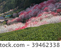 Spring scenery of Kamikuki in Nishikigawa Town, Kochi Prefecture 39462338