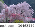 Spring scenery of Kamikuki in Nishikigawa Town, Kochi Prefecture 39462339