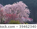 Spring scenery of Kamikuki in Nishikigawa Town, Kochi Prefecture 39462340