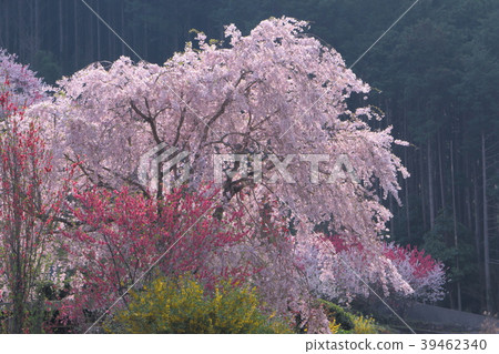 Spring scenery of Kamikuki in Nishikigawa Town, Kochi Prefecture 39462340