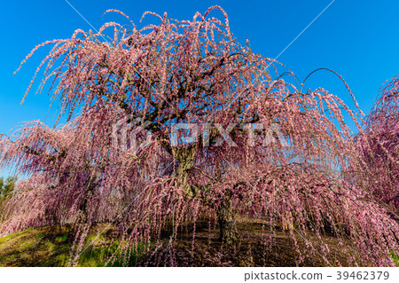Suzuka Forest Garden 2017 39462379