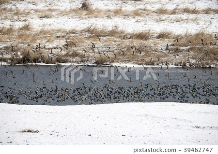 野鴨,cheolwon-gun,gangwon-do 野鴨,cheolwon-gun,gangwon-do 39462747