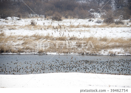 野鴨,cheolwon-gun,gangwon-do 野鴨,cheolwon-gun,gangwon-do 39462754