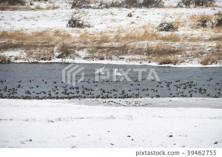 Mallard, cheolwon-gun, gangwon-do Mallard, cheolwon-gun, gangwon-do 39462755