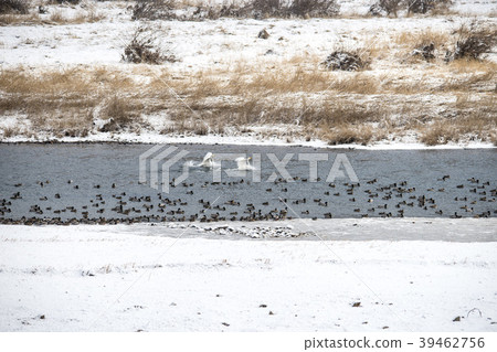 Mallard, cheolwon-gun, gangwon-do Mallard, cheolwon-gun, gangwon-do 39462756