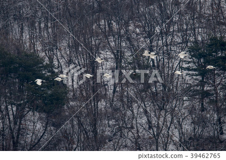 Crane, Cheolwon-gun, Gangwon-do Crane, Cheolwon-gun, Gangwon-do 39462765