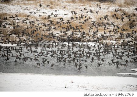 Mallard, cheolwon-gun, gangwon-do 39462769