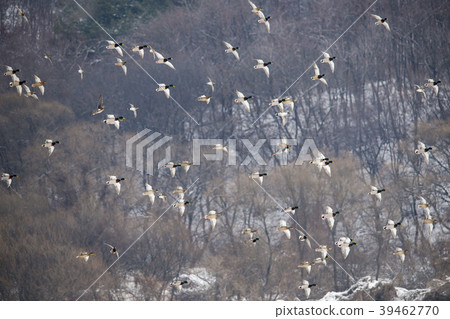 Mallard, cheolwon-gun, gangwon-do 39462770